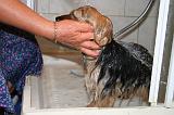 BAIN - YORKSHIRE TERRIER 098